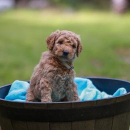 Oakley - Apricot Poodle puppy in Nacogdoches, Texas from Magnolia Springs Farm