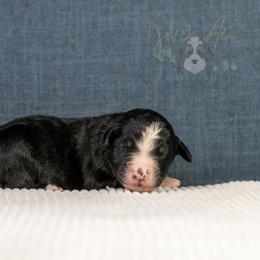 April Standard Bernedoodle - Tri-color female Bernedoodle puppy in Eureka, Illinois from Joley Aire Family Dogs