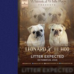 Pugs from Whimsical White Pugs - Quality Comes First! We offer Flight Nanny Services for Additional Fee.