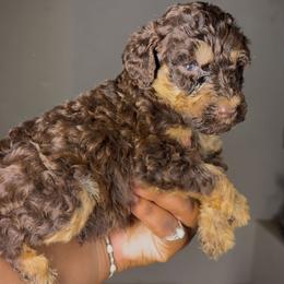 Cosmo - Phantom male Poodle puppy in Corona, California from Garden Of Poodles