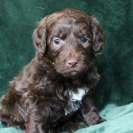 Penne - Chocolate female Labradoodle puppy in Lanexa, Virginia from Lees Reach Farm
