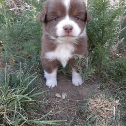 Australian Shepherd and Miniature Australian Shepherd Puppies from Renegade Point Stock Dogs