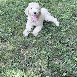 Orange Collar Girl - Cream female Goldendoodle puppy in Knoxville, Tennessee from Niya’s Doodles