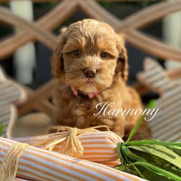 Girl 1 - Australian Labradoodle puppy in Lithia, Florida from Simply Trained