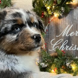 Magnolia - Blue merle Australian Shepherd puppy in East Wenatchee, Washington from Flying L Aussies