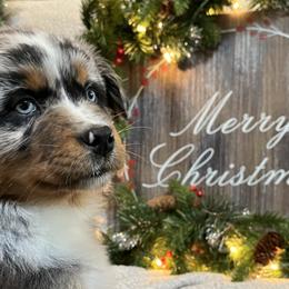 Magnolia - Blue merle Australian Shepherd puppy in East Wenatchee, Washington from Flying L Aussies