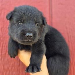 Male 3 - Black male German Shepherd puppy in Purdon, Texas from TEXAS DDR GSD