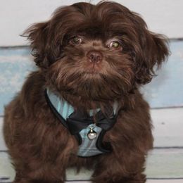 Shih Tzu All Grown Up from Miry’s Kennels