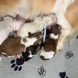 Boy 1 - Piebald male Dachshund puppy in Pulaski, Tennessee from Billboard Doxies