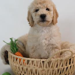 Eminem - Cream male Goldendoodle puppy in Pleasant Grove, Utah from Canterbury Canines