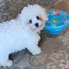 Bologneses from Starlight Bolognese