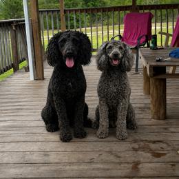 Juden and Janine - Black female Whoodle puppy in Youngstown, Florida from Wonderland’s Boujie Kennels