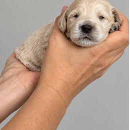 Sweet Potato - Apricot female Goldendoodle puppy in O'fallon, Missouri from Rockin R Doodles