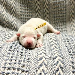 Yellow - White male Berger Blanc Suisse puppy in West Alexandria, Ohio from Twisted Acres