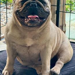 Talyn - French Bulldog