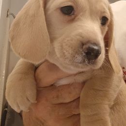 Christmas Joy - Cream female Dachshund puppy in Pahrump, Nevada from Heaven Sent Doxies