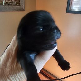 Black Female - Black female Pug puppy in Martville, New York from Hug a Pug LLC