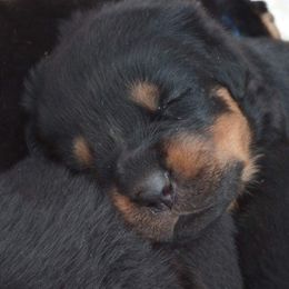 Girl 2 - Black and mahogany Rottweiler puppy in Newport Center, Vermont from Rosalyn's Rottweilers