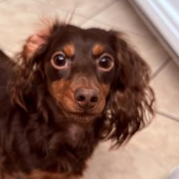 Dachshunds from It’s just a wiener dachshund