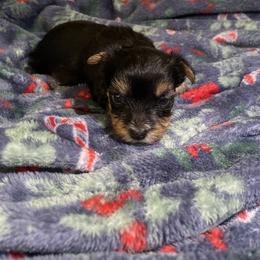 Yorkshire Terrier Puppies from Sweet Pea's Yorkies