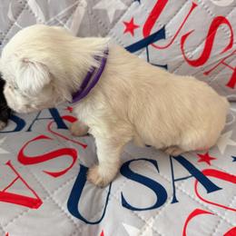 Purple Collar - White female Miniature Schnauzer puppy in Griggsville, Illinois from Stephenson’s Mini Schnauzer’s