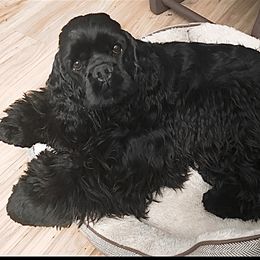 Poppy - Cocker Spaniel