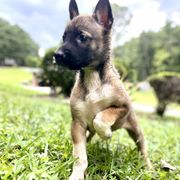 Belgian Malinois, German Shepherd, and Working Dog Cross Puppies from Laeknir K9