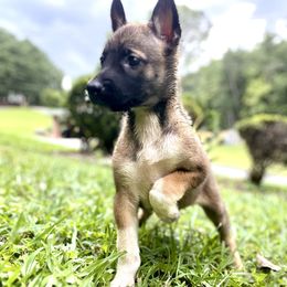 Belgian Malinois, German Shepherd, and Working Dog Cross Puppies from Laeknir K9