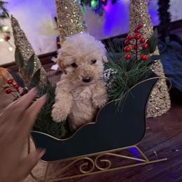 Yellow collar - Cream female Goldendoodle puppy in Kileen, Texas from Cooper Goldendoodle