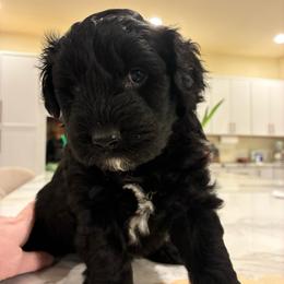 Romeo - Black and white male Aussiedoodle puppy in Elk, Washington from James Ruby Farms