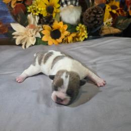 Poppy - Blue female Boston Terrier puppy in Kingsport, Tennessee from Irish Heart Bostons