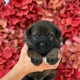 Green Sable Male - Sable male German Shepherd puppy in Louisville, Kentucky from Barrage K9