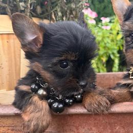 Boy 3 - Black and gold male Yorkshire Terrier puppy in Taylorsville, North Carolina from SilverLining highlands and hounds
