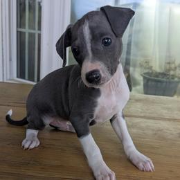 Boy 3 - Blue male Italian Greyhound puppy in Frederick, Maryland from Celeste Italian Greyhounds