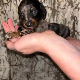 Cino - Dapple male Dachshund puppy in Crescent, Oklahoma from Doxie Dreams