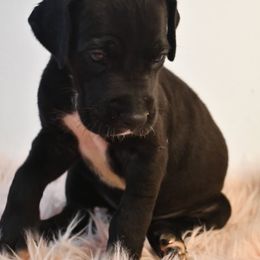 Marmalade - Black female Great Dane puppy in Salem, Oregon from Gigantes de Cervantes
