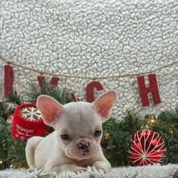 Maple - Cream female French Bulldog puppy in Tulsa, Oklahoma from EvergreenEliteKennel