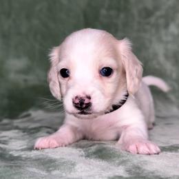 Black collar - Cream male Dachshund puppy in Poteau, Oklahoma from Sisters Dazzling Dachshunds