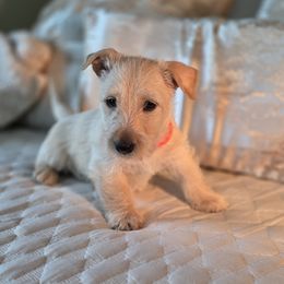 Wheaten Female - Wheaten female Scottish Terrier puppy in Eva, Alabama from Schulte's  Scottish Terriers