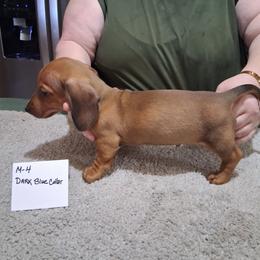 A.k.c. Lucy's M 4 - Red male Dachshund puppy in Penn Run, Pennsylvania from Shannon’s Dachshunds