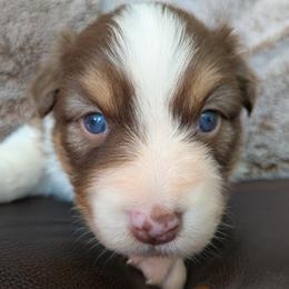 Kisses - red tri femal - Red tri-color female Australian Shepherd puppy in Texas from Wray Aussies
