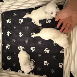 Boy 2 - White male West Highland White Terrier puppy in Red Rock, Texas from Alchemy Farms