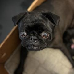 Pugs from Forever Young Pugs