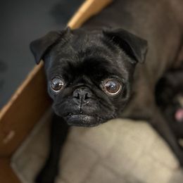 Pugs from Forever Young Pugs