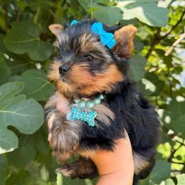 Minnie AKC - Black and tan female Yorkshire Terrier puppy in Georgia from Nalley Kennels