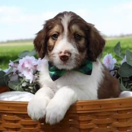 Orion - White and gold male Bordoodle puppy in Ashland, Ohio from Cherry Blossom Doodles