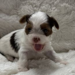 Ariel AKC - Chocolate, tan and white female Yorkshire Terrier puppy in Labelle, Florida from Chocolate and Parti Yorkies in Florida