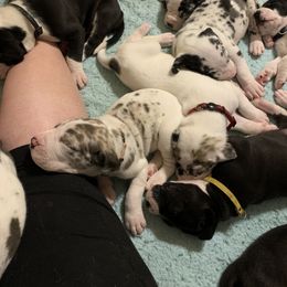 Great Dane Puppies from Cook’s Gentle Giants