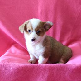 BB Female 2 - Red female Pembroke Welsh Corgi puppy in Texas from Wild West Corgis of Texas