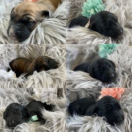 Boy 3 - Afghan Hound puppy in Wamego, Kansas from Swanah
